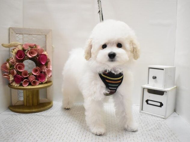 兵庫県のトイプードル(トイ) (ペット・プラザ アミーゴ明石魚住店/2025年6月27日生まれ/男の子/ホワイト)の子犬の2枚目の画像