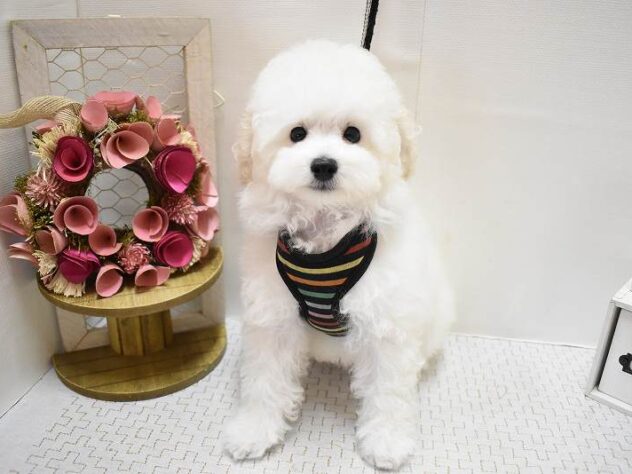 兵庫県のトイプードル(トイ) (ペット・プラザ アミーゴ明石魚住店/2025年6月27日生まれ/男の子/ホワイト)の子犬の3枚目の画像