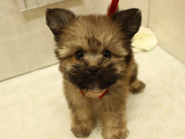 兵庫県のポメズー/ポメシーズ(ポメラニアン×シーズー) (ペット・プラザ アミーゴ明石魚住店/2025年7月29日生まれ/男の子/オレンジ)の子犬の2枚目の画像