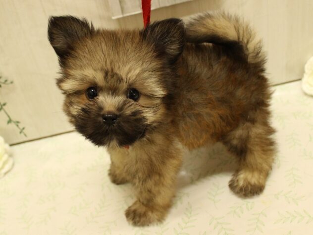 兵庫県のポメズー/ポメシーズ(ポメラニアン×シーズー) (ペット・プラザ アミーゴ明石魚住店/2025年7月29日生まれ/男の子/オレンジ)の子犬の3枚目の画像