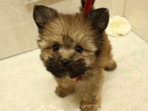 兵庫県のポメズー/ポメシーズ(ポメラニアン×シーズー) (ペット・プラザ アミーゴ明石魚住店/2025年7月29日生まれ/男の子/オレンジ)の子犬の1枚目の画像