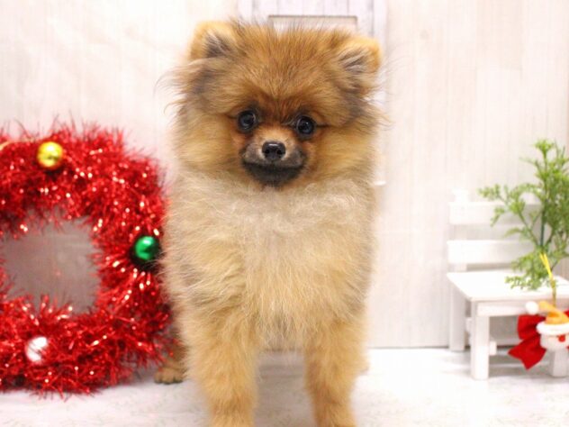 兵庫県のポメラニアン (ペット・プラザ アミーゴ加古川店/2025年8月4日生まれ/男の子/オレンジ)の子犬の1枚目の画像