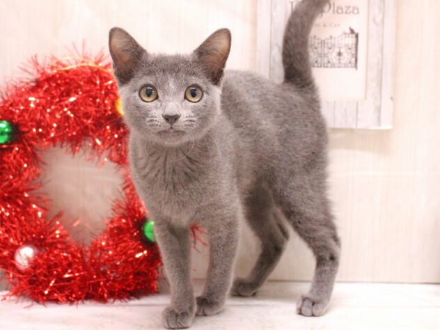 兵庫県のロシアンブルー (ペット・プラザ アミーゴ加古川店/2025年8月6日生まれ/男の子/ブルー)の子猫の1枚目の画像