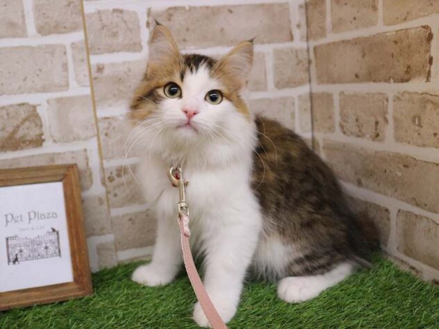 兵庫県のサイベリアン (ペット・プラザ アミーゴ神戸西店/2025年8月11日生まれ/男の子/ブラウンマッカレルタビーホワイト)の子猫の2枚目の画像