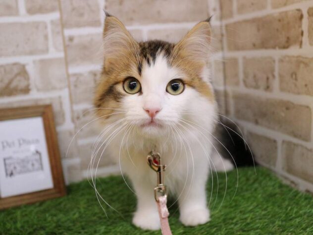 兵庫県のサイベリアン (ペット・プラザ アミーゴ神戸西店/2025年8月11日生まれ/男の子/ブラウンマッカレルタビーホワイト)の子猫の1枚目の画像