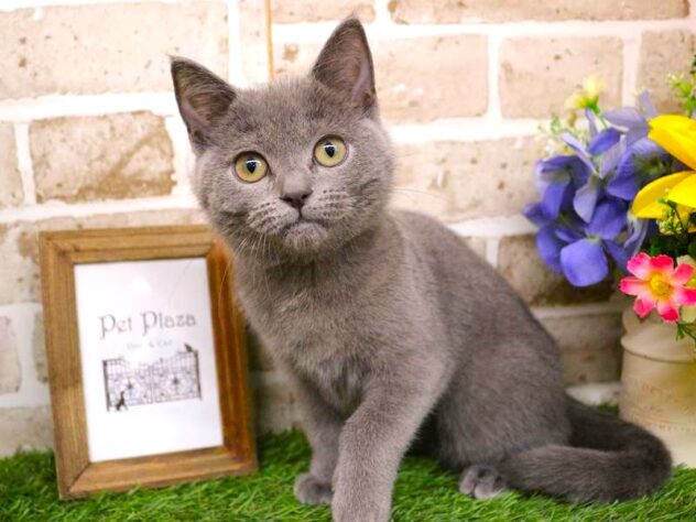 兵庫県のシャルトリュー (ペット・プラザ アミーゴ三田店/2025年8月16日生まれ/女の子/ブルー)の子猫の1枚目の画像