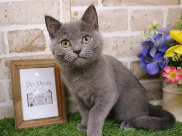 兵庫県のシャルトリュー (ペット・プラザ アミーゴ神戸西店/2025年8月16日生まれ/女の子/ブルー)の子猫の1枚目の画像