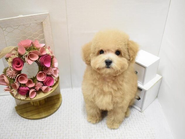 兵庫県のトイプードル(トイ) (ペット・プラザ アミーゴ明石魚住店/2025年8月27日生まれ/男の子/オレンジフォーン)の子犬の1枚目の画像