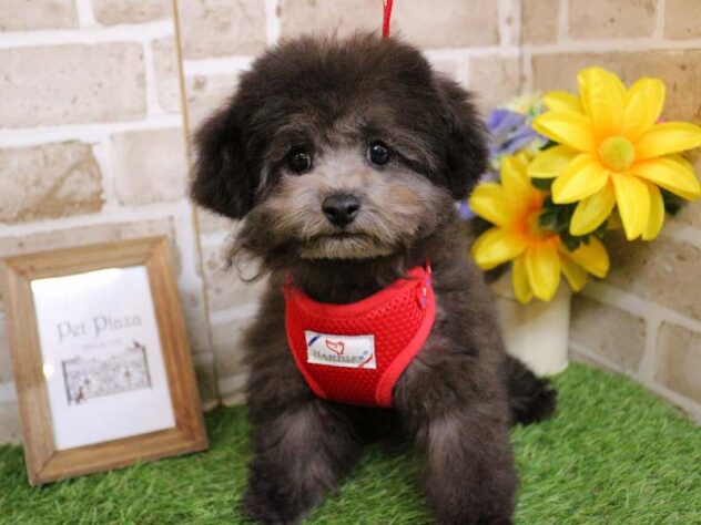 兵庫県のトイプードル(トイ) (ペット・プラザ アミーゴ神戸西店/2025年9月8日生まれ/男の子/グレー(旧シルバー))の子犬の1枚目の画像