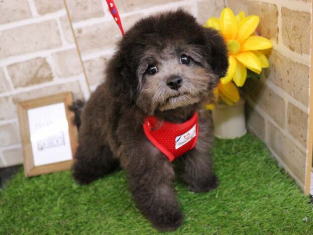 兵庫県のトイプードル(トイ) (ペット・プラザ アミーゴ神戸西店/2025年9月8日生まれ/男の子/グレー(旧シルバー))の子犬の2枚目の画像