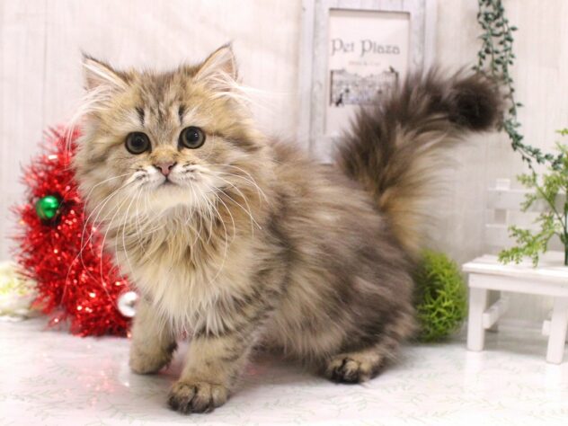 兵庫県のペルシャ (ペット・プラザ アミーゴ加古川店/2025年8月10日生まれ/男の子/チンチラゴールデン)の子猫の1枚目の画像