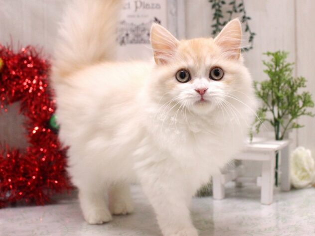 兵庫県のラガマフィン (ペット・プラザ アミーゴ加古川店/2025年9月5日生まれ/男の子/クリームホワイト)の子猫の1枚目の画像