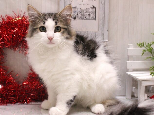 兵庫県のノルウェージャンフォレストキャット (ペット・プラザ アミーゴ加古川店/2025年8月29日生まれ/女の子/ブラウンタビーホワイト)の子猫の1枚目の画像