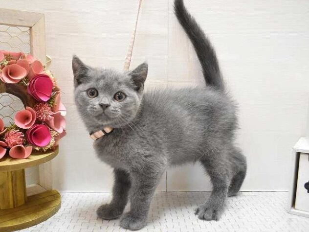 兵庫県のブリティッシュショートヘアー (ペット・プラザ アミーゴ三田店/2025年9月4日生まれ/男の子/ブルー)の子猫の3枚目の画像