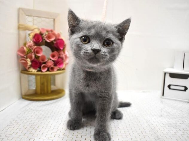 兵庫県のブリティッシュショートヘアー (ペット・プラザ アミーゴ三田店/2025年9月4日生まれ/男の子/ブルー)の子猫の2枚目の画像