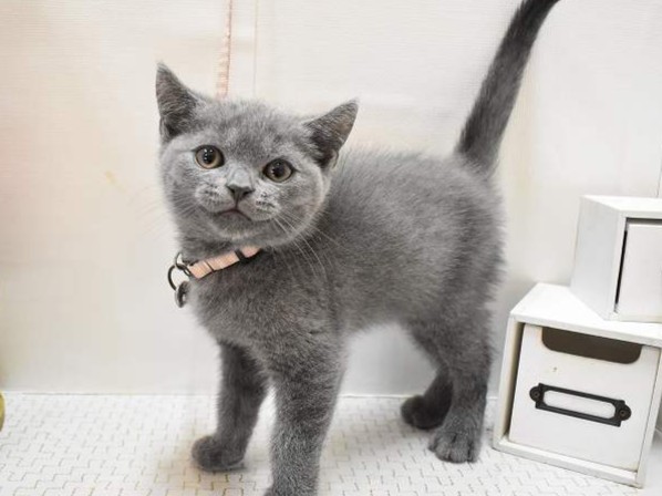 兵庫県のブリティッシュショートヘアー (ペット・プラザ アミーゴ三田店/2025年9月4日生まれ/男の子/ブルー)の子猫の1枚目の画像