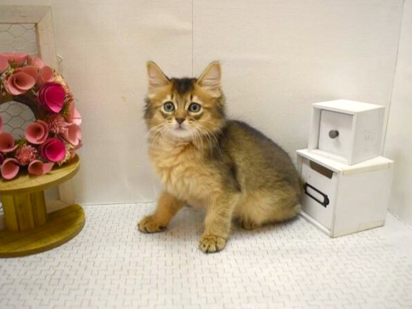 兵庫県のソマリ (ペット・プラザ アミーゴ三田店/2025年9月1日生まれ/男の子/ルディ)の子猫の2枚目の画像