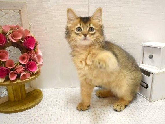 兵庫県のソマリ (ペット・プラザ アミーゴ三田店/2025年9月1日生まれ/男の子/ルディ)の子猫の3枚目の画像