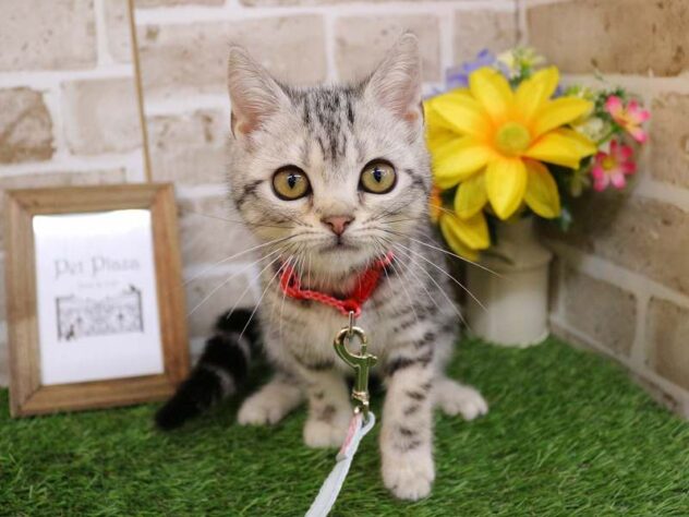 兵庫県のアメリカンショートヘアー (ペット・プラザ アミーゴ神戸西店/2025年9月10日生まれ/女の子/シルバータビー)の子猫の1枚目の画像