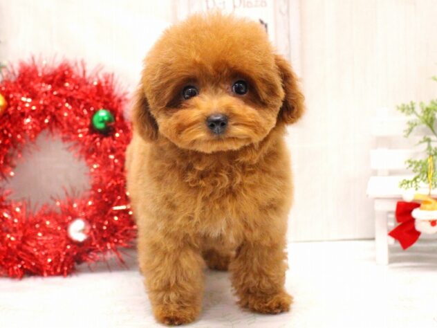 兵庫県のトイプードル(トイ) (ペット・プラザ アミーゴ加古川店/2025年9月13日生まれ/女の子/レッド)の子犬の1枚目の画像