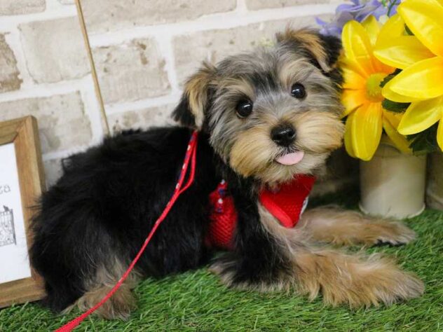 兵庫県のヨークシャーテリア (ペット・プラザ アミーゴ神戸西店/2025年9月13日生まれ/女の子/スチールブルータン)の子犬の2枚目の画像