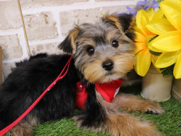 兵庫県のヨークシャーテリア (ペット・プラザ アミーゴ神戸西店/2025年9月13日生まれ/女の子/スチールブルータン)の子犬の1枚目の画像