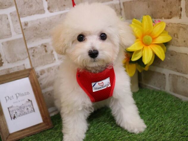 兵庫県のトイプードル(トイ) (ペット・プラザ アミーゴ神戸西店/2025年9月17日生まれ/女の子/ホワイト)の子犬の2枚目の画像