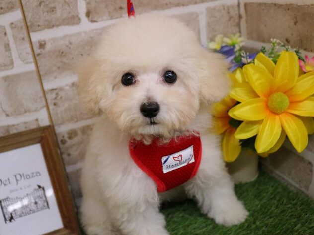 兵庫県のトイプードル(トイ) (ペット・プラザ アミーゴ神戸西店/2025年9月17日生まれ/女の子/ホワイト)の子犬の1枚目の画像