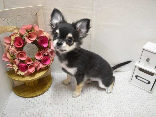 大阪府のチワワ(ロング) (ペット・プラザ アミーゴ豊中服部店/2025年9月20日生まれ/男の子/ブラックタン)の子犬の1枚目の画像