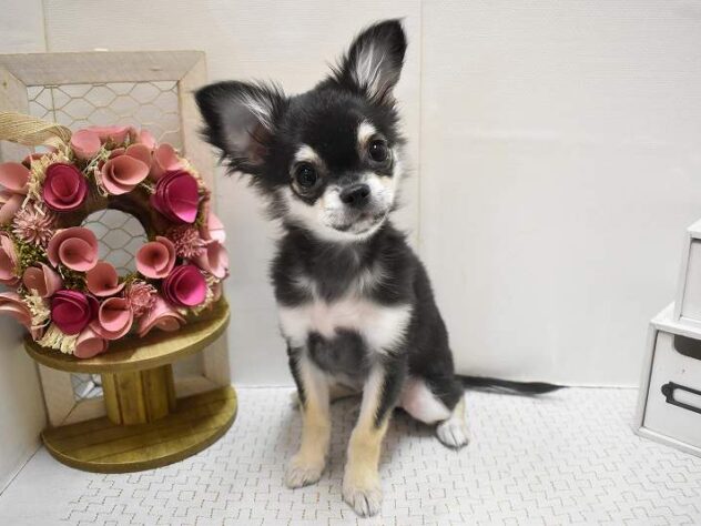 大阪府のチワワ(ロング) (ペット・プラザ アミーゴ豊中服部店/2025年9月20日生まれ/男の子/ブラックタン)の子犬の3枚目の画像