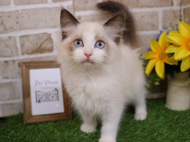 兵庫県のラグドール (ペット・プラザ アミーゴ神戸西店/2025年9月25日生まれ/女の子/シールポイントバイカラー)の子猫の1枚目の画像