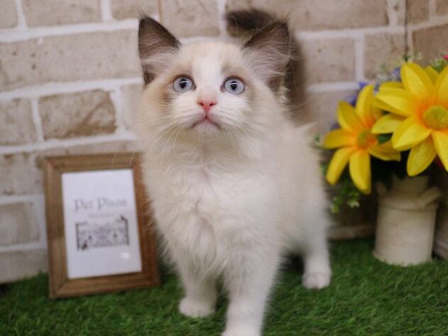 兵庫県のラグドール (ペット・プラザ アミーゴ神戸西店/2025年9月25日生まれ/女の子/シールポイントバイカラー)の子猫の2枚目の画像