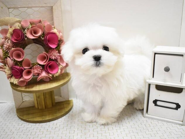 大阪府のマルチーズ (ペット・プラザ アミーゴ豊中服部店/2025年9月27日生まれ/男の子/ホワイト)の子犬の1枚目の画像