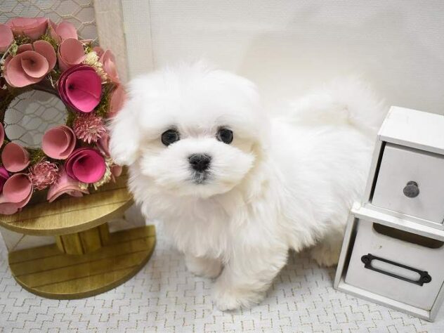 大阪府のマルチーズ (ペット・プラザ アミーゴ豊中服部店/2025年9月27日生まれ/男の子/ホワイト)の子犬の2枚目の画像