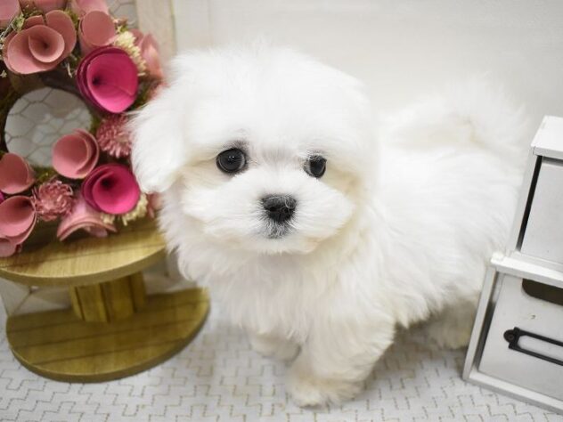 大阪府のマルチーズ (ペット・プラザ アミーゴ豊中服部店/2025年9月27日生まれ/男の子/ホワイト)の子犬の3枚目の画像