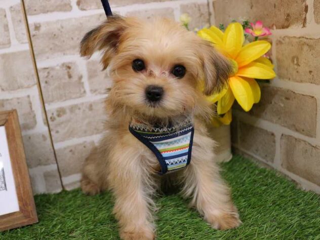 兵庫県のマルキー/マルヨーキー(マルチーズ×ヨークシャーテリア) (ペット・プラザ アミーゴ神戸西店/2025年9月27日生まれ/男の子/レッド)の子犬の2枚目の画像