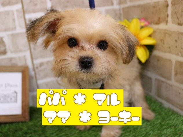 兵庫県のマルキー/マルヨーキー(マルチーズ×ヨークシャーテリア) (ペット・プラザ アミーゴ神戸西店/2025年9月27日生まれ/男の子/レッド)の子犬の1枚目の画像