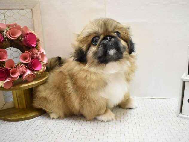 大阪府のペキニーズ (ペット・プラザ アミーゴ豊中服部店/2025年9月29日生まれ/女の子/フォーン)の子犬の1枚目の画像