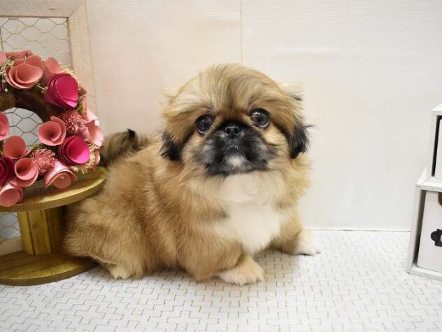大阪府のペキニーズ (ペット・プラザ アミーゴ豊中服部店/2025年9月29日生まれ/女の子/フォーン)の子犬の2枚目の画像