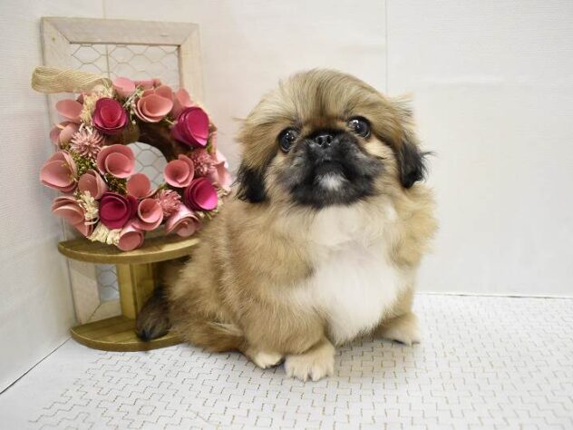 大阪府のペキニーズ (ペット・プラザ アミーゴ豊中服部店/2025年9月29日生まれ/女の子/フォーン)の子犬の3枚目の画像