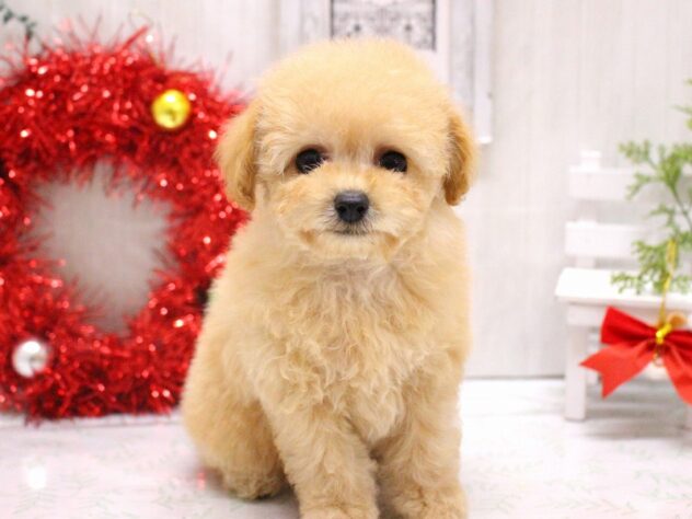 兵庫県のトイプードル(トイ) (ペット・プラザ アミーゴ加古川店/2025年10月2日生まれ/男の子/ペールフォーン)の子犬の1枚目の画像