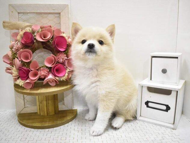 大阪府のポメ柴/豆ポメ/ポメ豆柴(ポメラニアン×柴犬) (ペット・プラザ アミーゴ豊中服部店/2025年10月4日生まれ/女の子/クリーム)の子犬の2枚目の画像