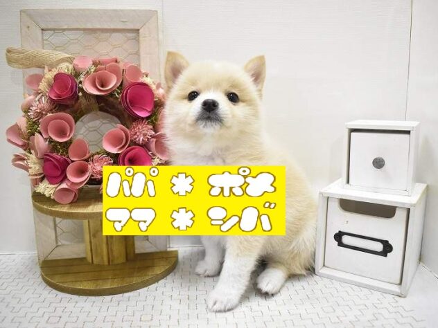 大阪府のポメ柴/豆ポメ/ポメ豆柴(ポメラニアン×柴犬) (ペット・プラザ アミーゴ豊中服部店/2025年10月4日生まれ/女の子/クリーム)の子犬の1枚目の画像