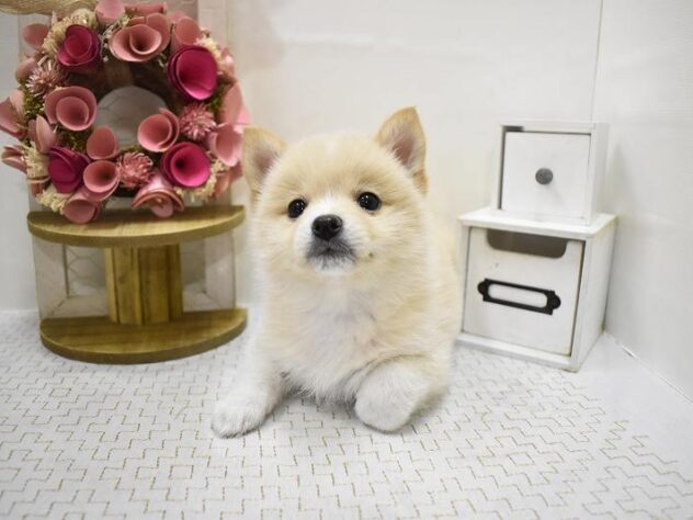 大阪府のポメ柴/豆ポメ/ポメ豆柴(ポメラニアン×柴犬) (ペット・プラザ アミーゴ豊中服部店/2025年10月4日生まれ/女の子/クリーム)の子犬の4枚目の画像