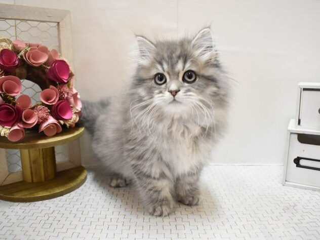 大阪府のサイベリアン (ペット・プラザ アミーゴ豊中服部店/2025年9月13日生まれ/男の子/ブルータビー)の子猫の1枚目の画像