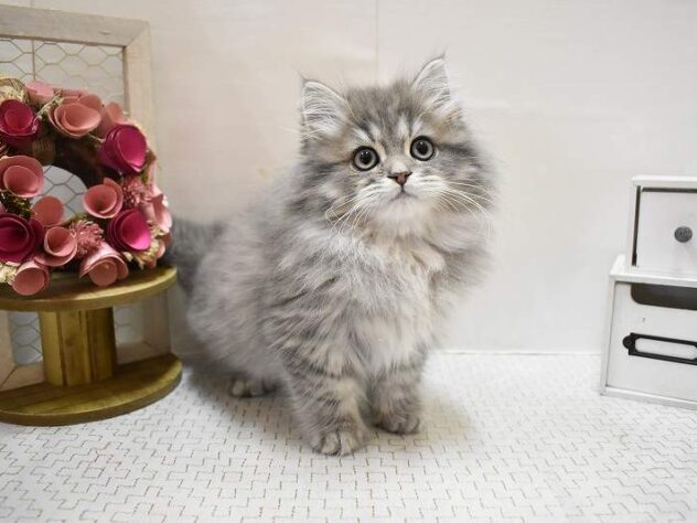 大阪府のサイベリアン (ペット・プラザ アミーゴ豊中服部店/2025年9月13日生まれ/男の子/ブルータビー)の子猫の2枚目の画像