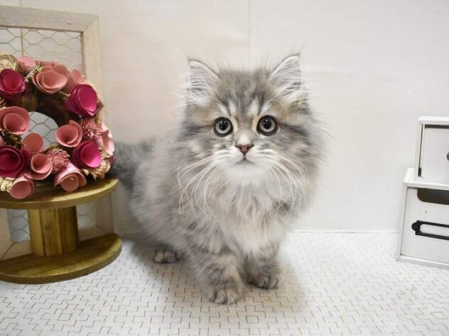 大阪府のサイベリアン (ペット・プラザ アミーゴ豊中服部店/2025年9月13日生まれ/男の子/ブルータビー)の子猫の3枚目の画像