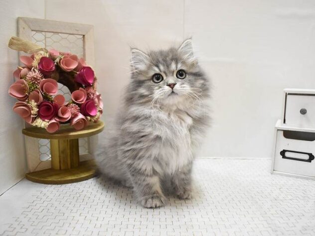 大阪府のサイベリアン (ペット・プラザ アミーゴ豊中服部店/2025年9月13日生まれ/男の子/ブルータビー)の子猫の4枚目の画像