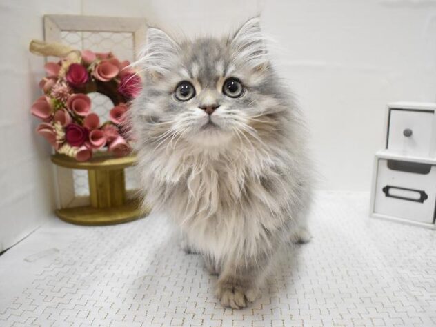 大阪府のサイベリアン (ペット・プラザ アミーゴ豊中服部店/2025年9月13日生まれ/男の子/ブルータビー)の子猫の1枚目の画像