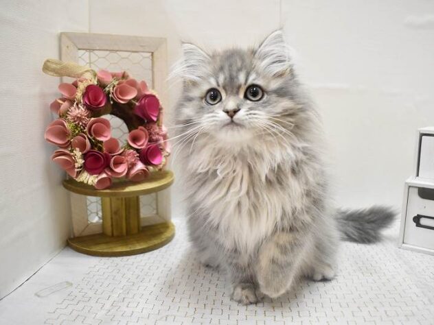 大阪府のサイベリアン (ペット・プラザ アミーゴ豊中服部店/2025年9月13日生まれ/男の子/ブルータビー)の子猫の3枚目の画像